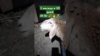 Сын Босфора 41кг 80 дней рождён 18.03.25. #2025 #арашан #селекция #ижевск #удмуртия #овцы #рекорд