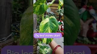 How to grow money plant from water#money#plants #youtubeshorts #shorts