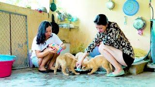 Susu Vlog - Feed the beautiful puppies while they are very hungry