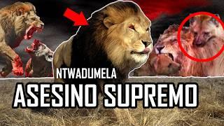 El pasado sangriento de Ntwadumela, el león más mortífero de Botswana