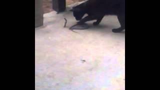 CAT VS SNAKE part 1