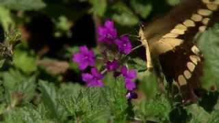 Super Plant Homestead Purple verbena, best planted in fall