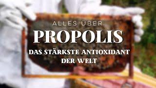 PROPOLIS - WUNDERMITTEL - WAS DU WISSEN SOLLTEST -