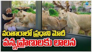 PM Modi Play With Lion Cubs | Vantara | Jungle Safari | వంతారాలో ప్రధాని మోదీ వన్య ప్రాణులకు లాలన