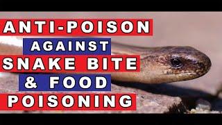 ANTI-POISON Antidote From Snake Bite And  Food Poisoning | Obeata Tv |