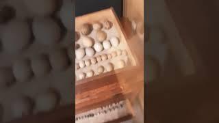 Thousands of Egg specimens seen in museum of science Boston