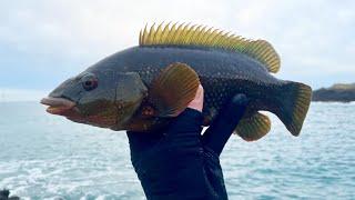 LURE FISHING FOR WRASSE | TEXAS RIGGING WITH SIMPLE TACKLE & TECHNIQUES