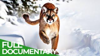 Wild Cats - The Americas | Free Documentary Nature