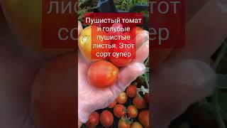 Пушистая ЕДА НЕ ДЛЯ ВСЕХ кто пробовал В Восторге #овощи #кулинар #еда #дача