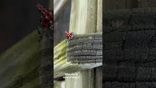 Lanternfly Close-Up!