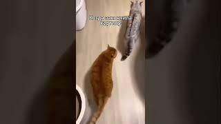 Когда закончила картину #художник #ольгабазанова #творчество #искусство #шортс #картинамаслом #кисть