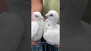 Jama masjid kabootar market delhi pigeon market Delhi white pigeons #short #shorts