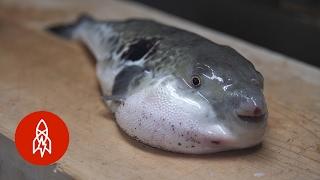 Taste the Poison Puffer Fish