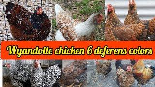 wyandotte chicken breed | wyandotte chicken colors | silver laced wyandotte | golden laced wyandotte