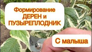 ФОРМИРОВАНИЕ ДЕРЕН и ПУЗЫРЕПЛОДНИК‼️ С малыша 