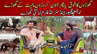 Raja Zahoor and sons stud Farm Chakwal Pakistan |Most expensive desi horses || Raja Atif horse farm