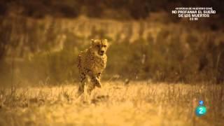 Grandes documentales - Velocidad Asesina: Sabana