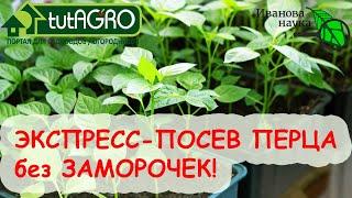 ПОСЕВ ПЕРЦА НА РАССАДУ БЕЗ ЗАМОРОЧЕК И ОШИБОК. ПОЛНАЯ ВИДЕОИНСТРУКЦИЯ как и когда посеять перец.