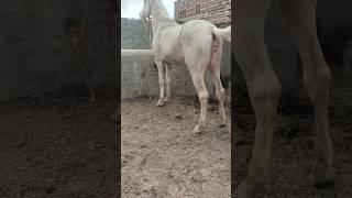 nukra ghora for sale in Pakistan | horse mandi |horse for sale |breeder ghora |horse breed |pind34