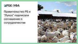 Правительство РБ и "Лукоз" подписали соглашение о сотрудничестве