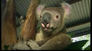 Koalas in Australien | Doku — Lehrfilm