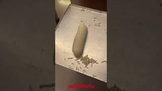 Speed 2 Tin Bread Moulder - Filonatore per pane in cassetta - Pietroberto