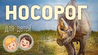 Носорог. Видео про животных для детей 3+