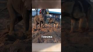 Story of Baby Elephant Ellie