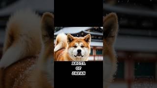 Akita: Japan’s Quiet Protector With a Warrior’s Soul