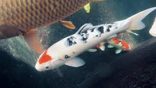 Super Clear Koi Pond Underwater with GoPro