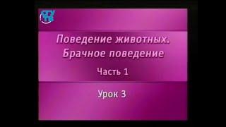 Брачное поведение животных. Урок 1.3. Всегда ли только самцы и самки? Многообразие полов