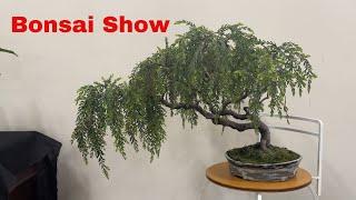 Bonsai Show Northern Suburbs Bonsai Club Melbourne September 2024