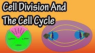 How Do Cells Divide - Phases Of Mitosis - Cell Division And The Cell Cycle - Cellular Division