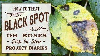  How to: Treat Black Spot on Roses (A Complete Step by Step Guide)