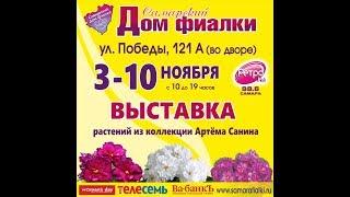 ВЫСТАВКА ФИАЛОК 03-10 ноября,Самарский Дом Фиалки.