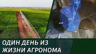 One day in the life of agronomist Vladimir Gurenko, JV Irrigated