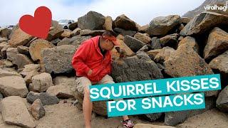 Squirrel Gives Kisses For Nuts || ViralHog