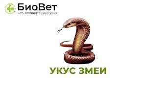 Укус змеи // Что делать, если вашего питомца укусила змея?