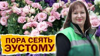 СЕЕМ ЭУСТОМУ ПРАВИЛЬНО! ВАЖНЫЕ СОВЕТЫ ПО ПОСАДКЕ!