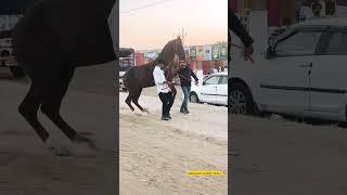 Stallion PawanRaj Sire by Stallion DevRatan Posana  Ransi Horse Show 2023 #shorts #ytshorts #horse