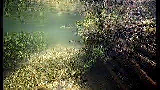 Подводная съёмка на реке Воронеж. Voronezh river underwater video