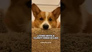 Living with a clingy corgi is like