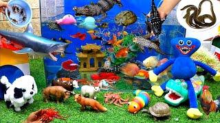 Catch Cute Animals, Rainbow Chicken, Rabbit, Turtle, Catfish, Crocodile, Centipede, Goldfish