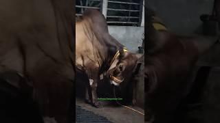 Looking Most Dangerous and Biggest Pakistani Gir Oxx of Topsia in Kolkata for 2025#viral #trending
