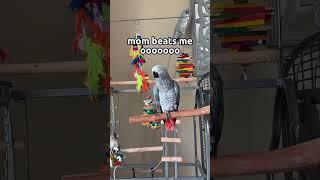 Just sit back pioneers  mom beats me is back #africangrey #funnypets #gizmo