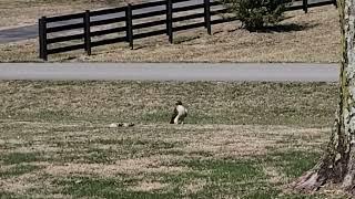 Red Tailed Hawk taking off to Perch