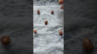 How to discover if those seeds will germinate