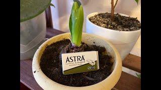 Лезвия astra superior platinum зеленые