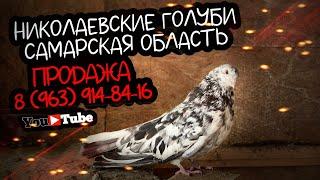 Николаевские голуби. Самарская обл. ПРОДАЖА тел. 8 (963) 914-84-16   Валерий