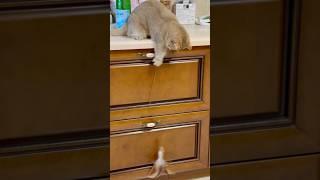 Персик зранку займається риболовлею)). #cat , #discus .
